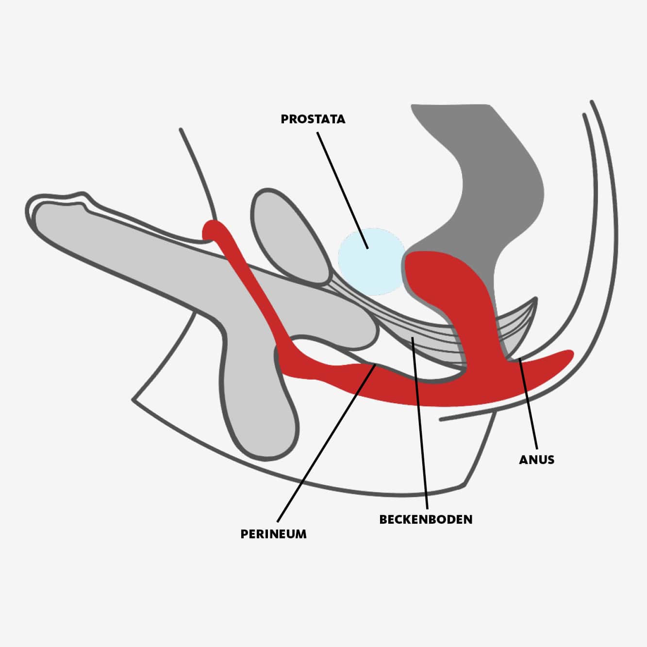 FUN FACTORY – BOOTIE RING Penisring mit Analplug – wie er getragen wird