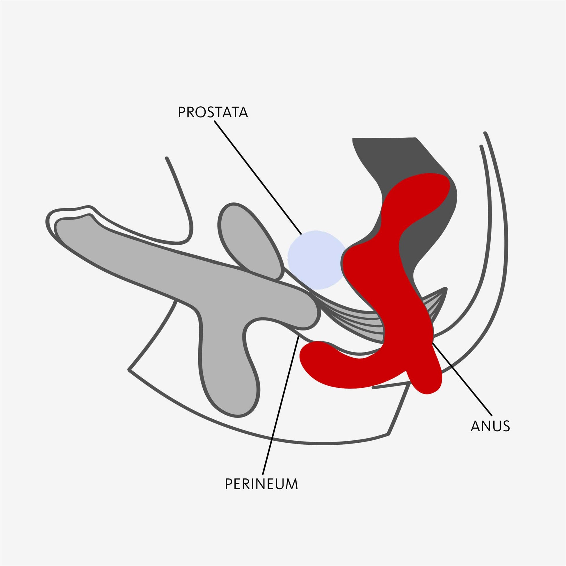 FUN FACTORY - Prostatavibrator DUKE